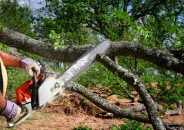 Best Tree Risk Assessment  in Sharon, PA