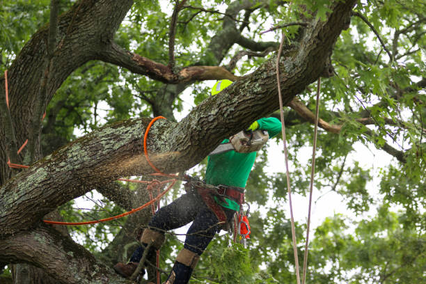 Best Tree Removal  in Sharon, PA