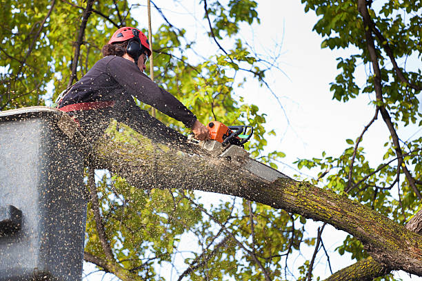 Best Weed Control  in Sharon, PA