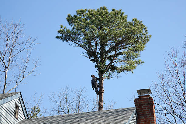 Best Fruit Tree Pruning  in Sharon, PA